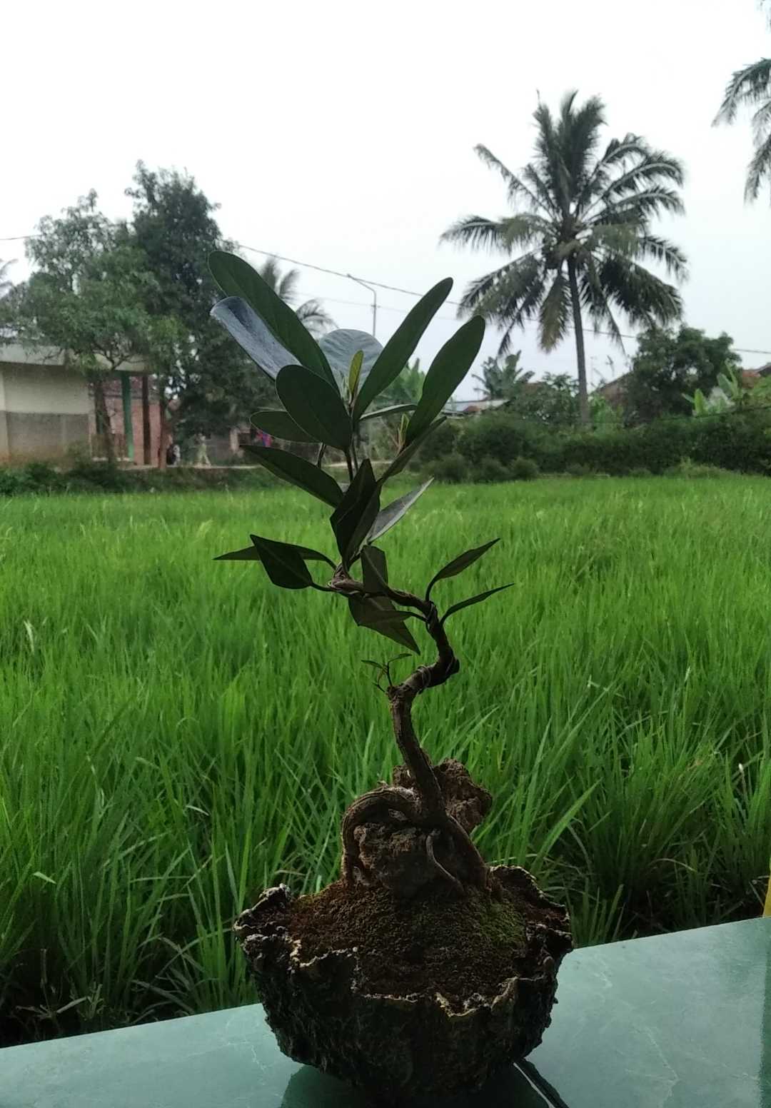 bonsai kiara