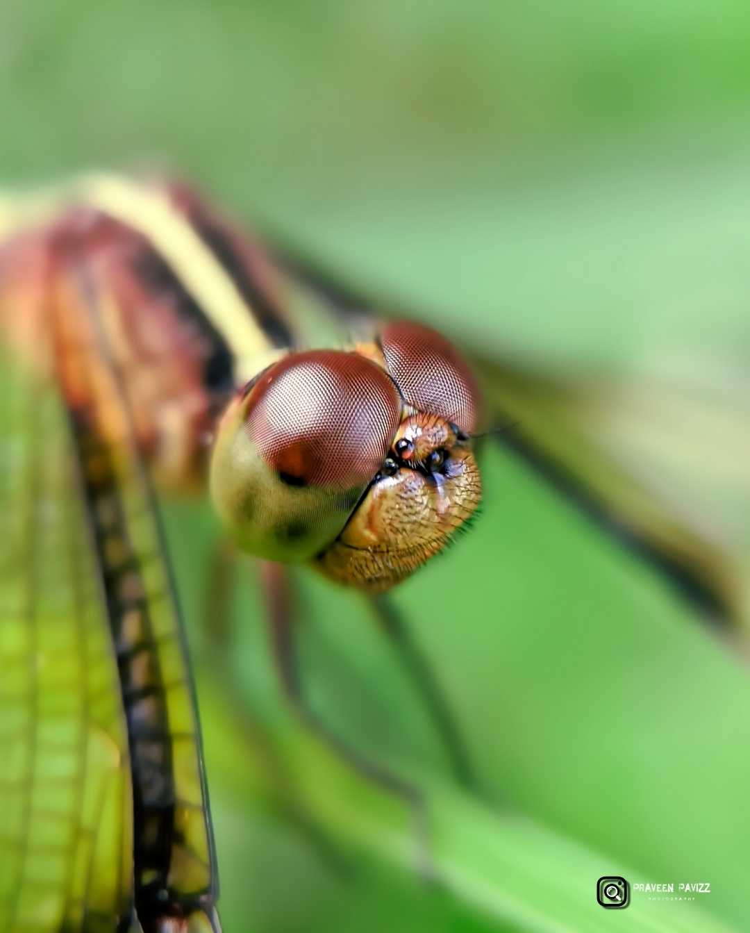 dragon fly❤️