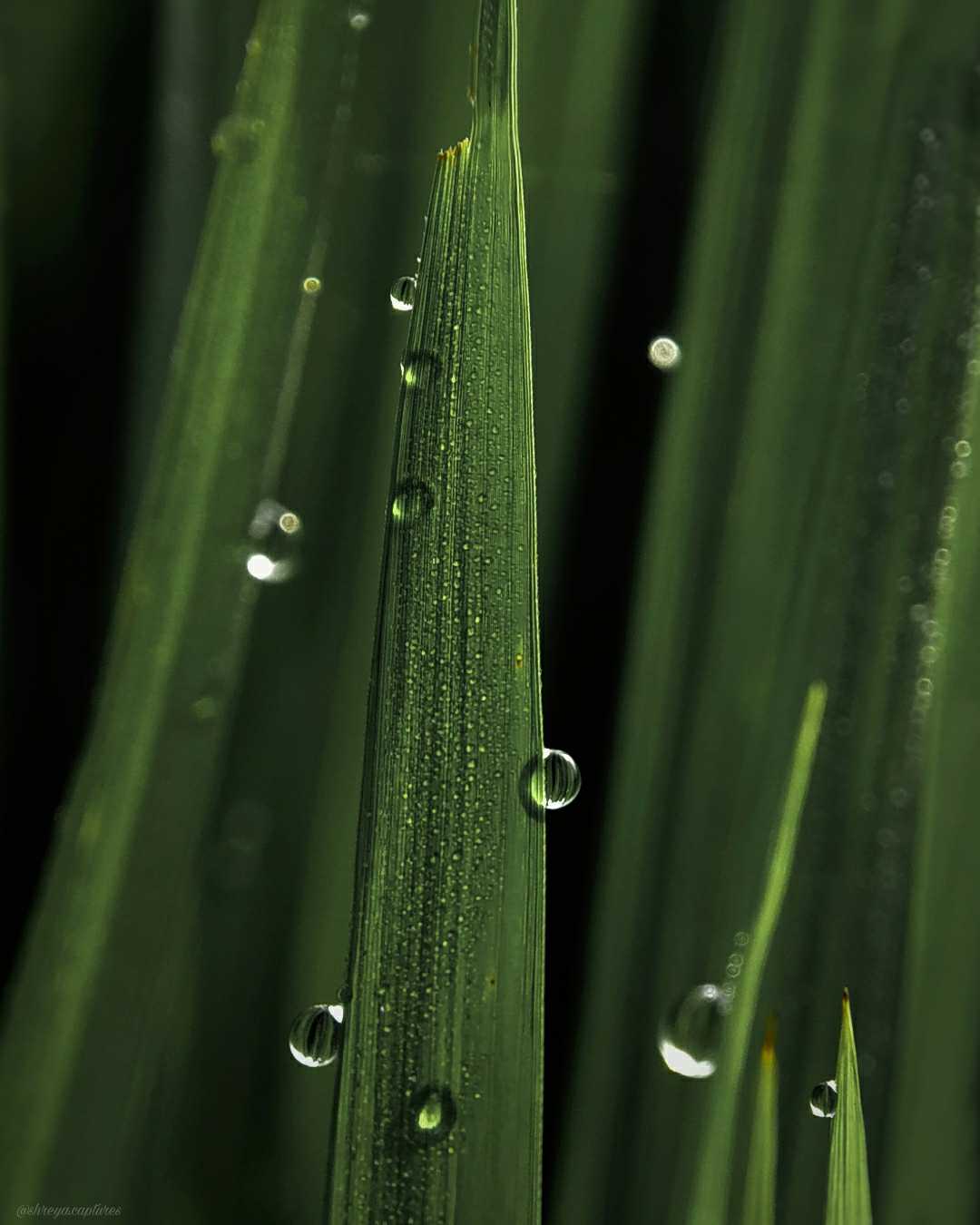 Water Drop on plant leaves. 