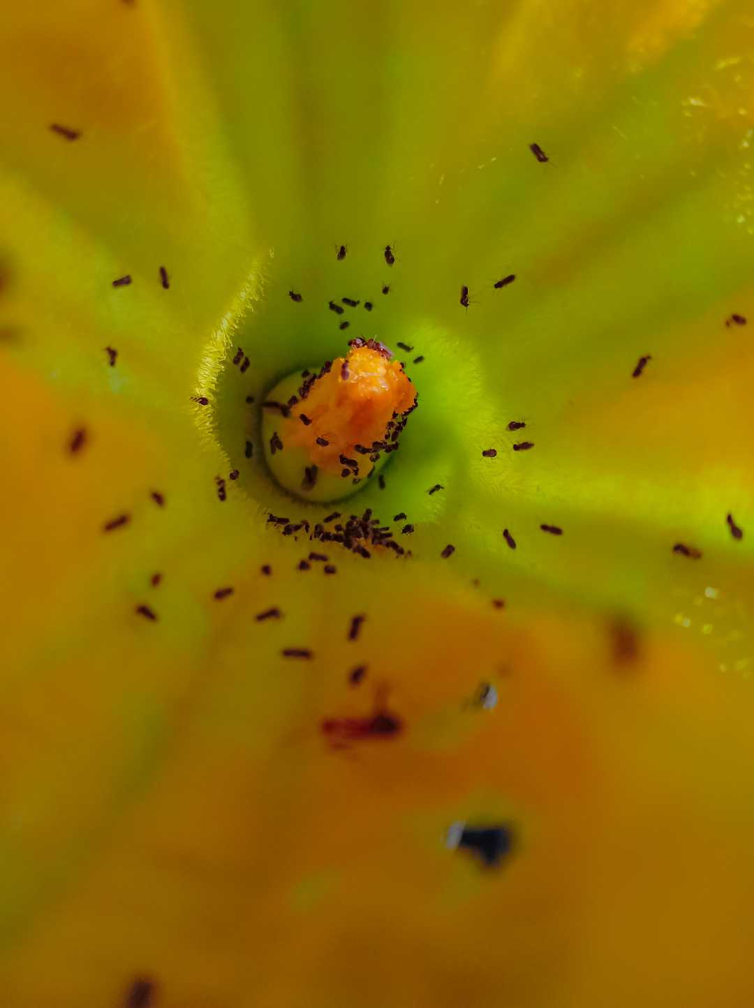 Macro Bunga