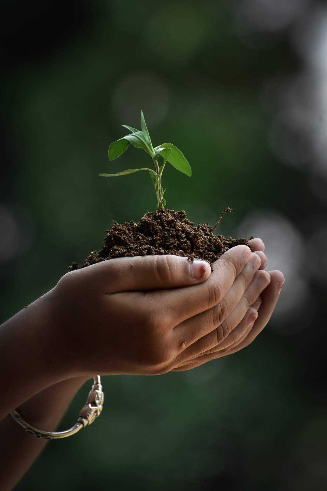 Save tree