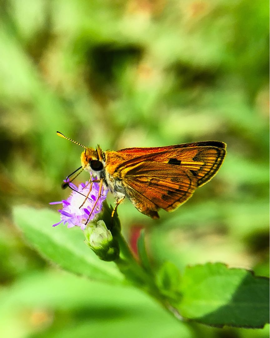 The Beauty of Butterfly 