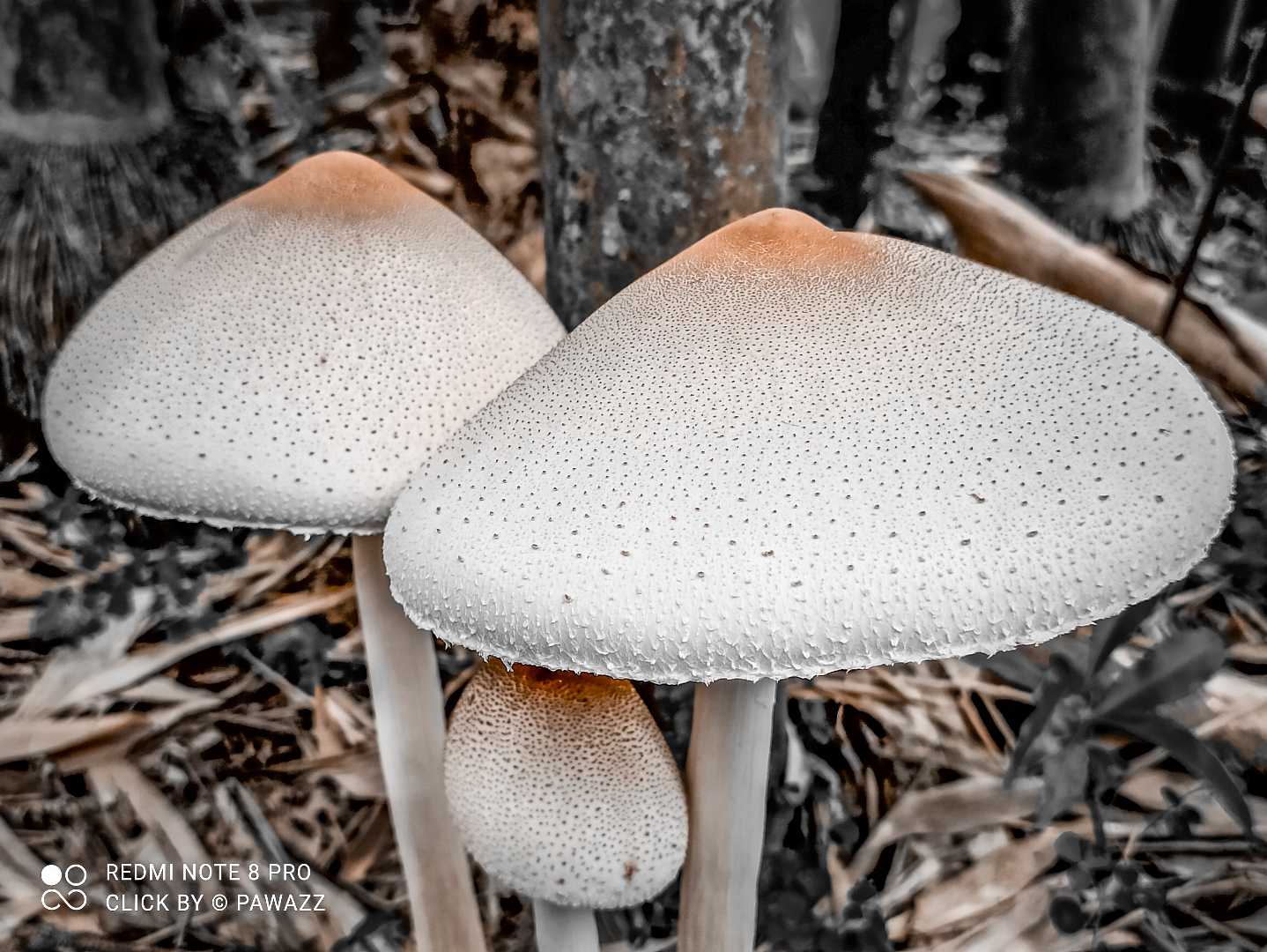Fungus