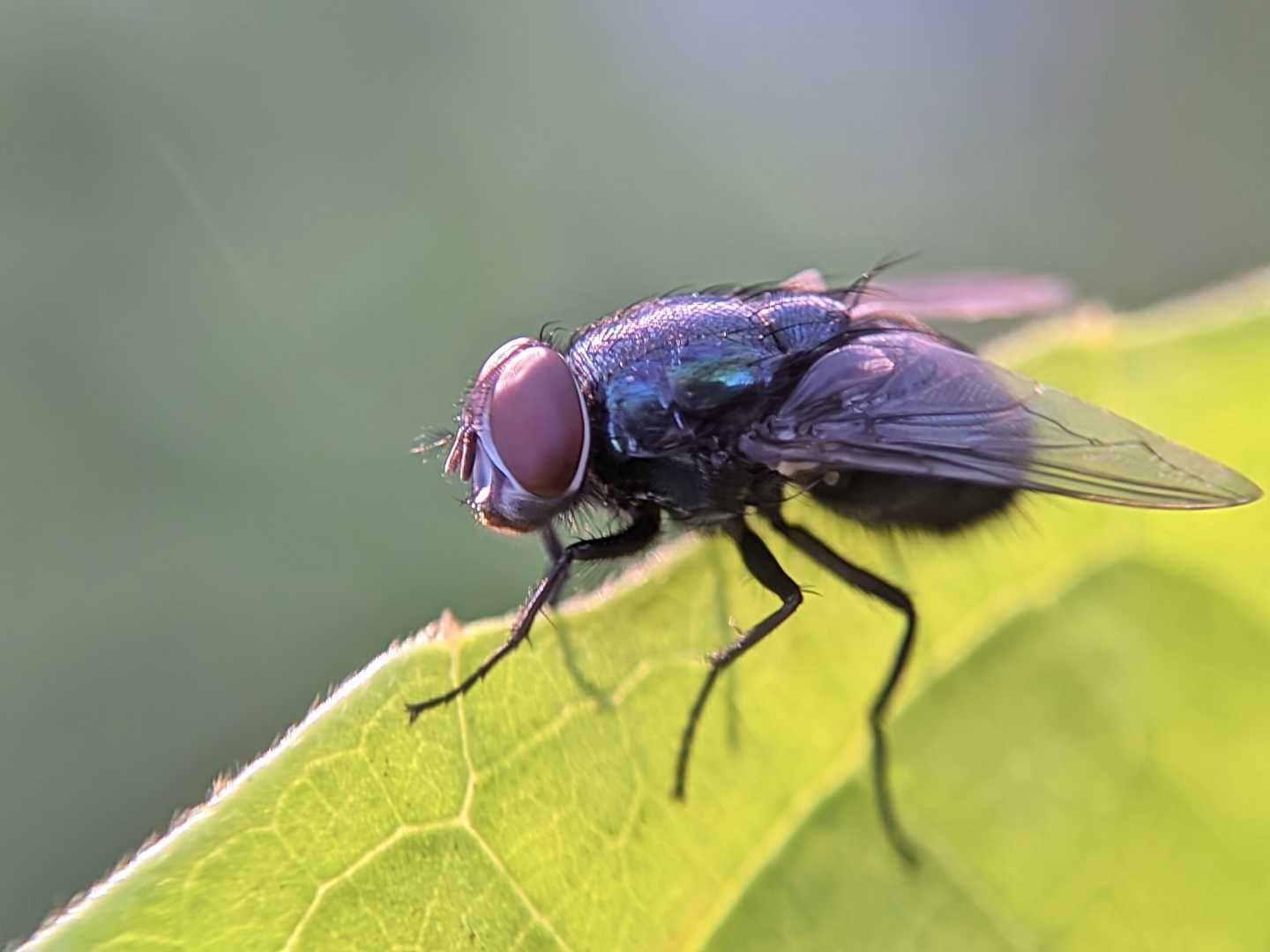 Lalat biru