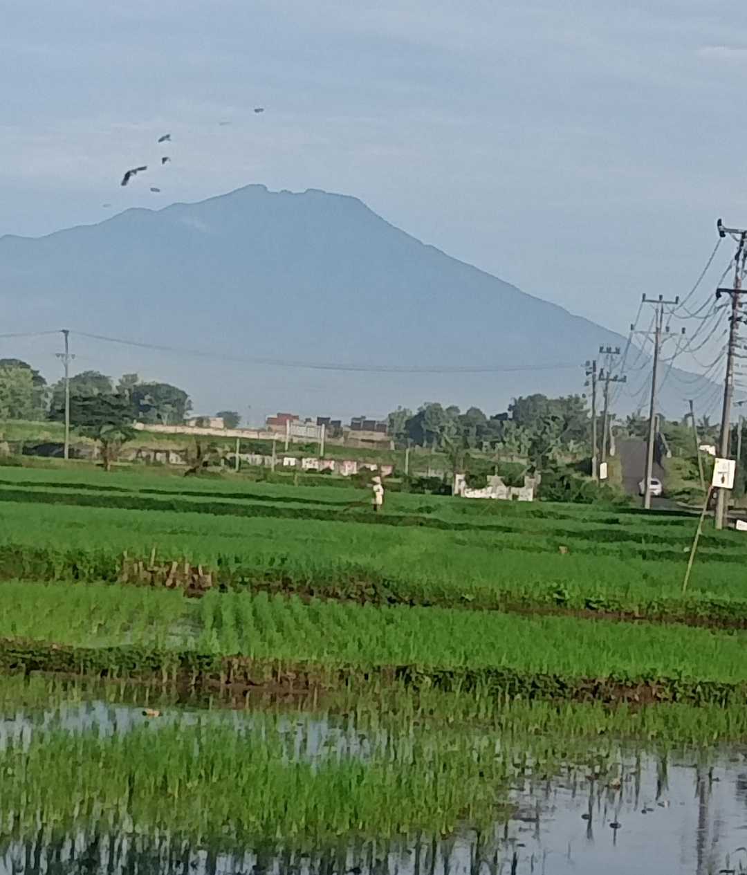 Pagi yang cerah dengan latar belakang gunung Merbabu