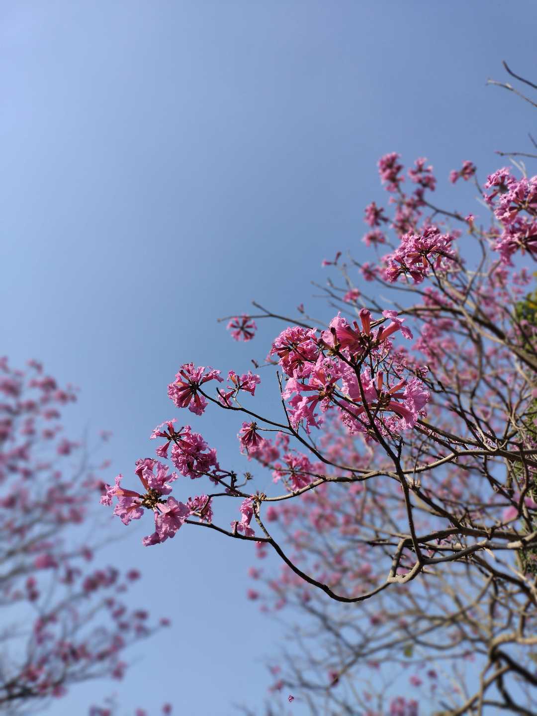  blossom 🌸