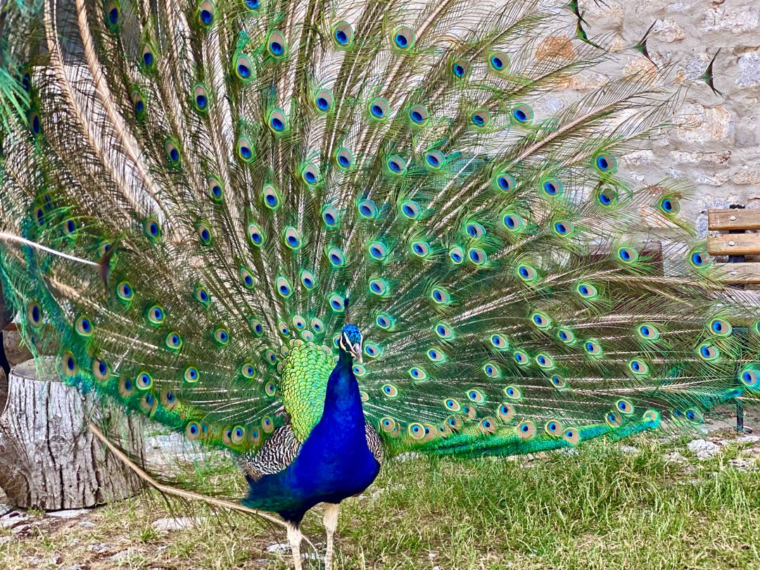 Blue Peacock🦚