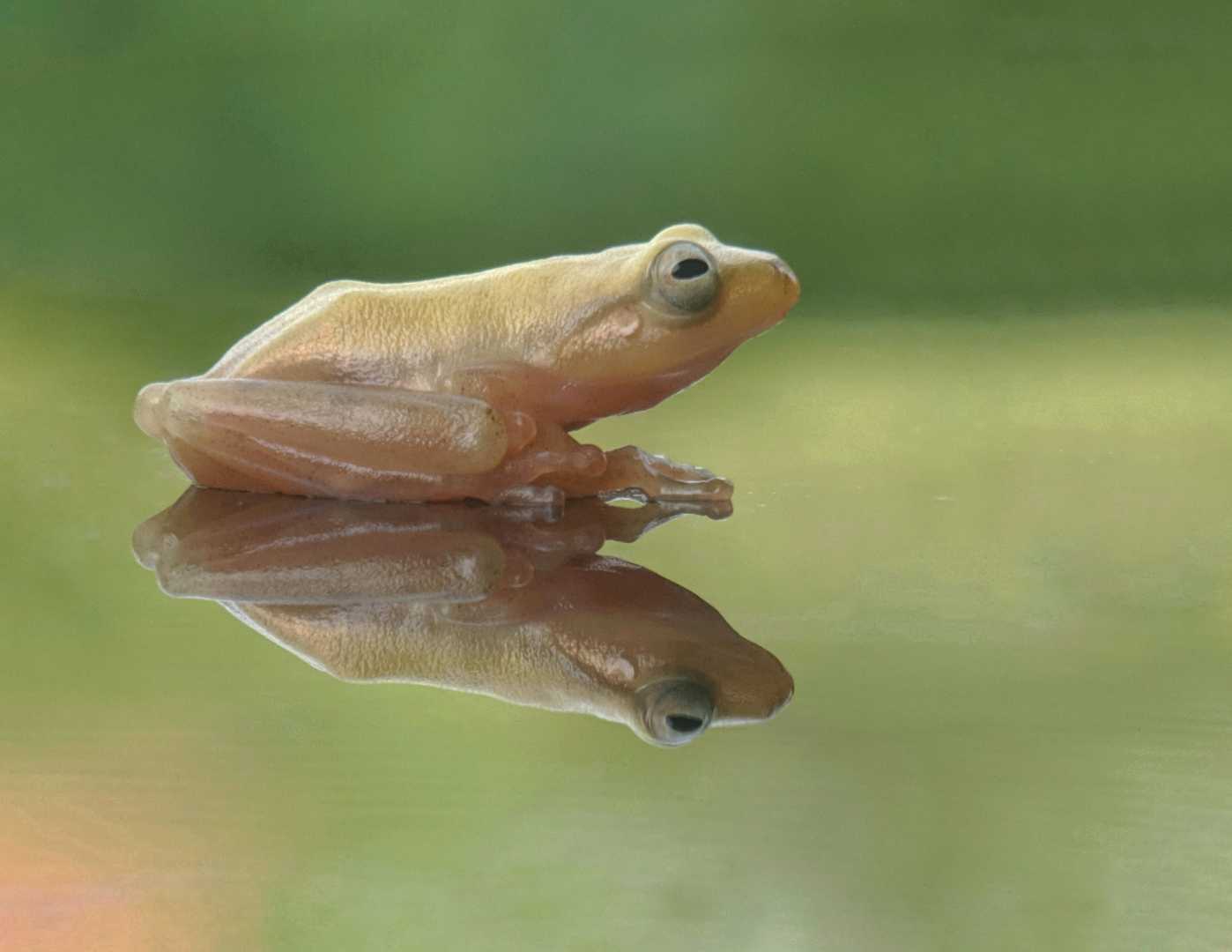 golden tree frog