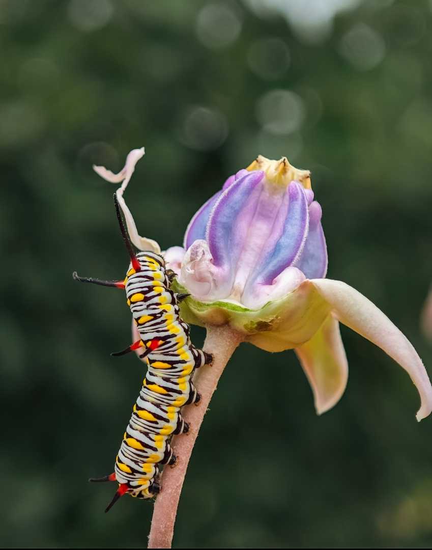 Beauty of nature