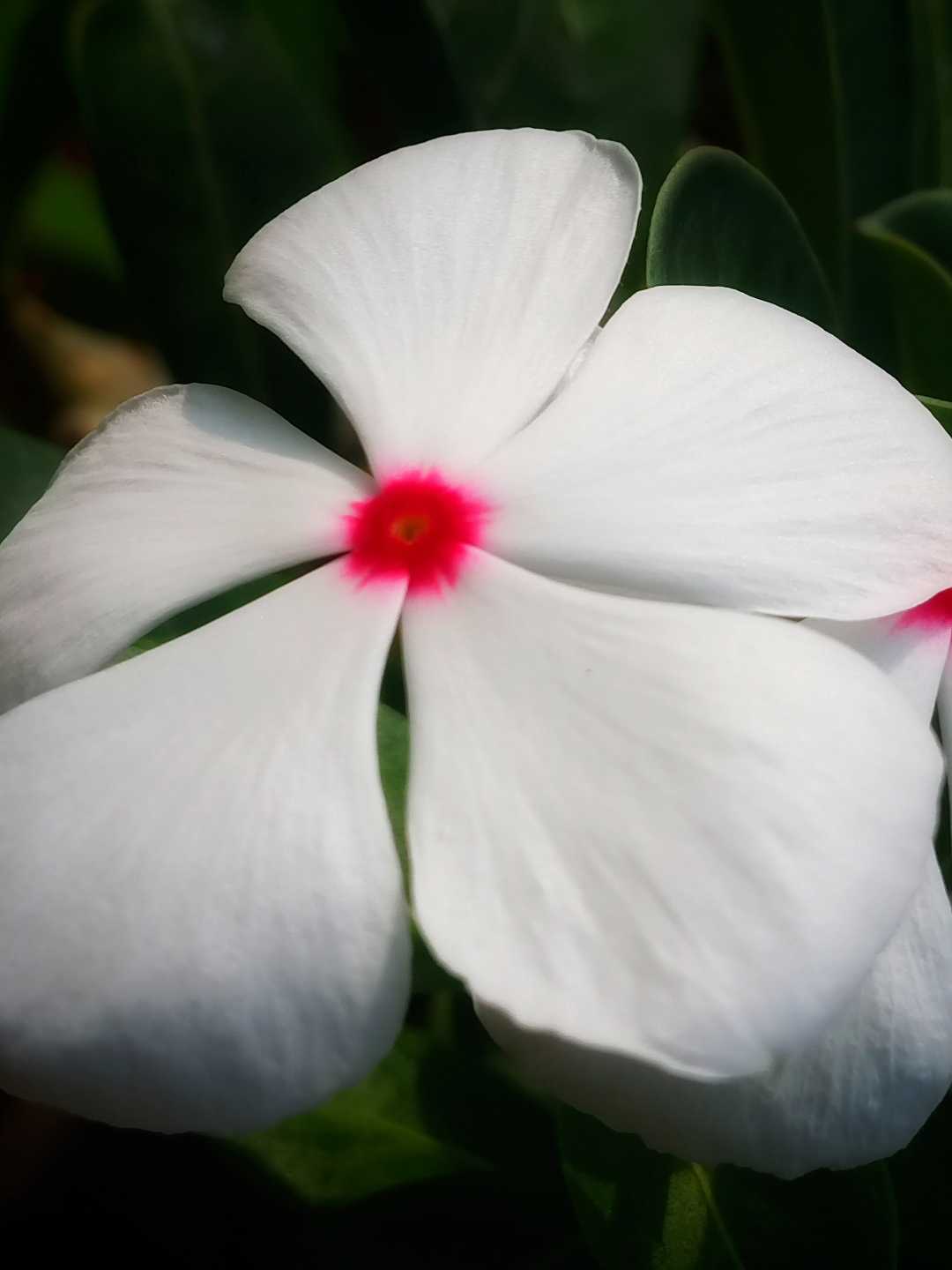 geranium putih