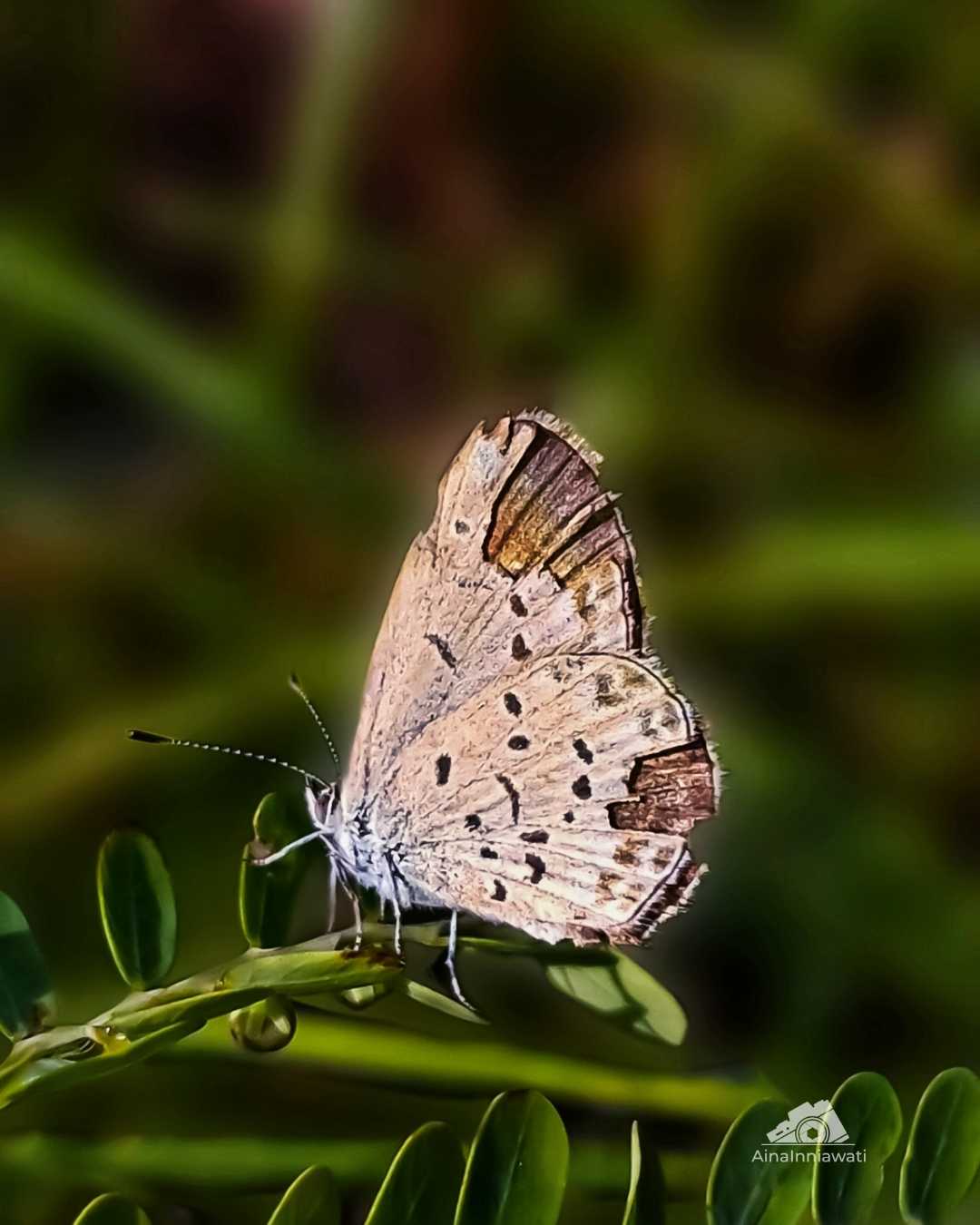 kupu-kupu