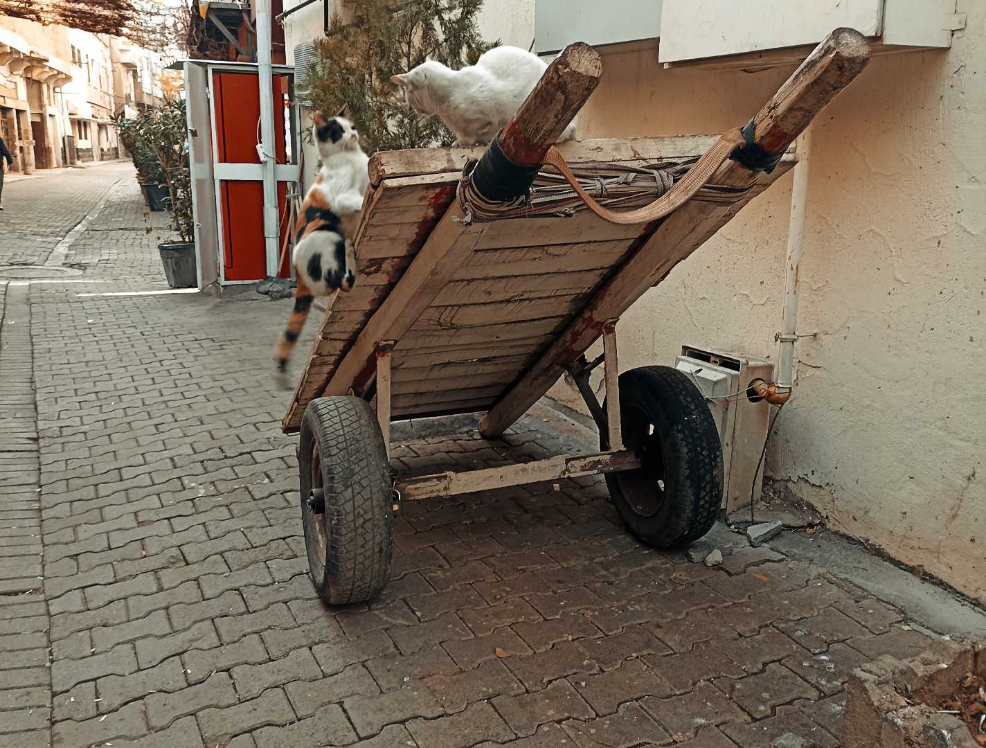 Muhabbet 