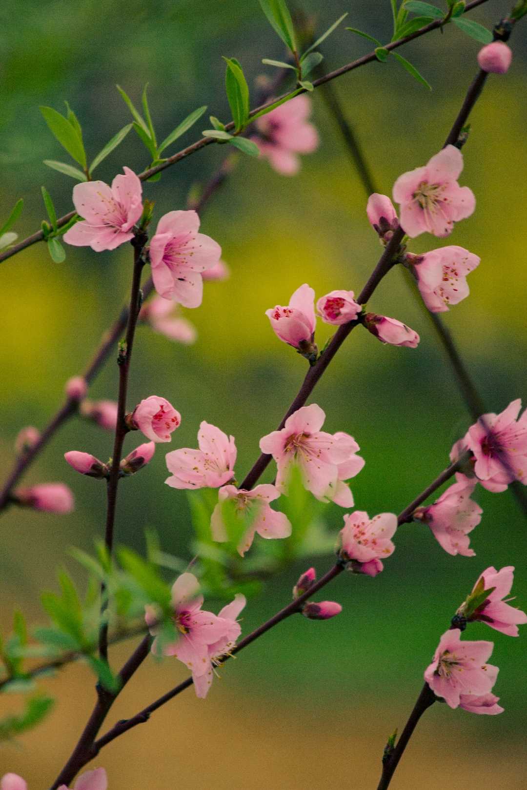 spring