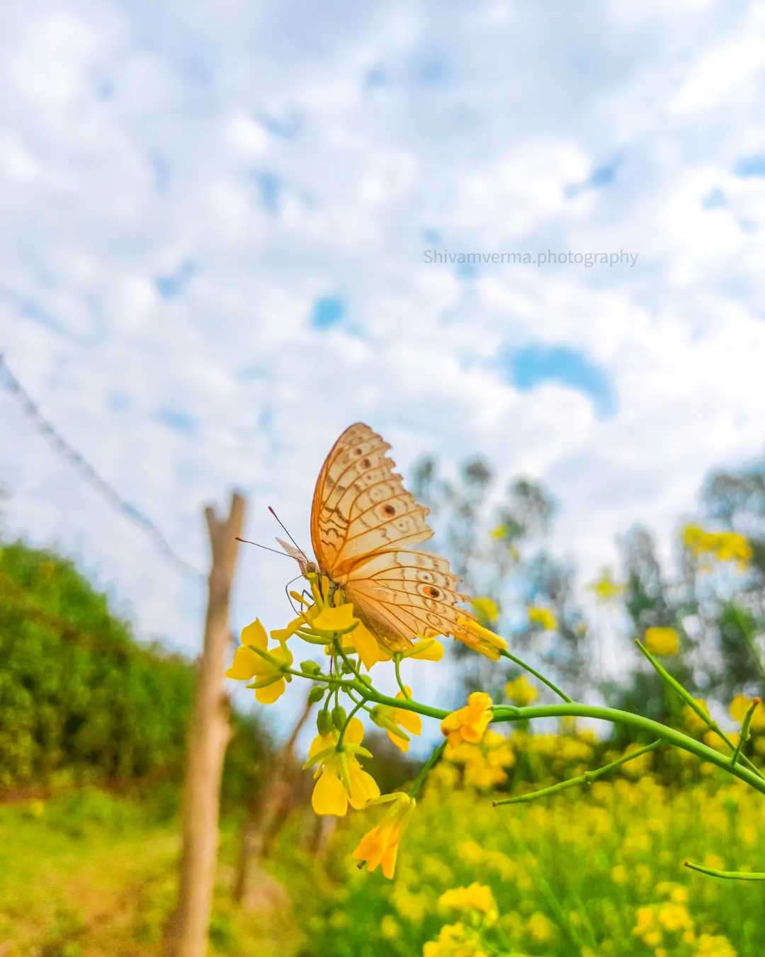 Butterfly Beauty 🦋 ❤️