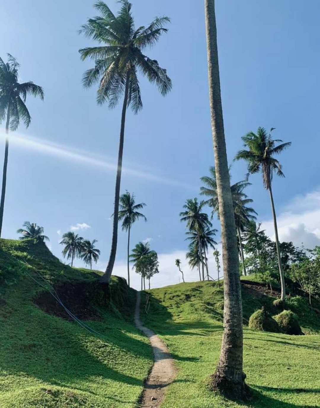 Puno ng Buko