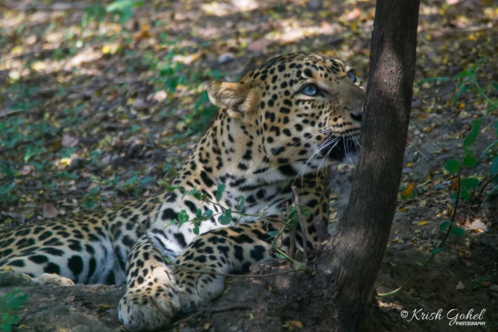 Leopard