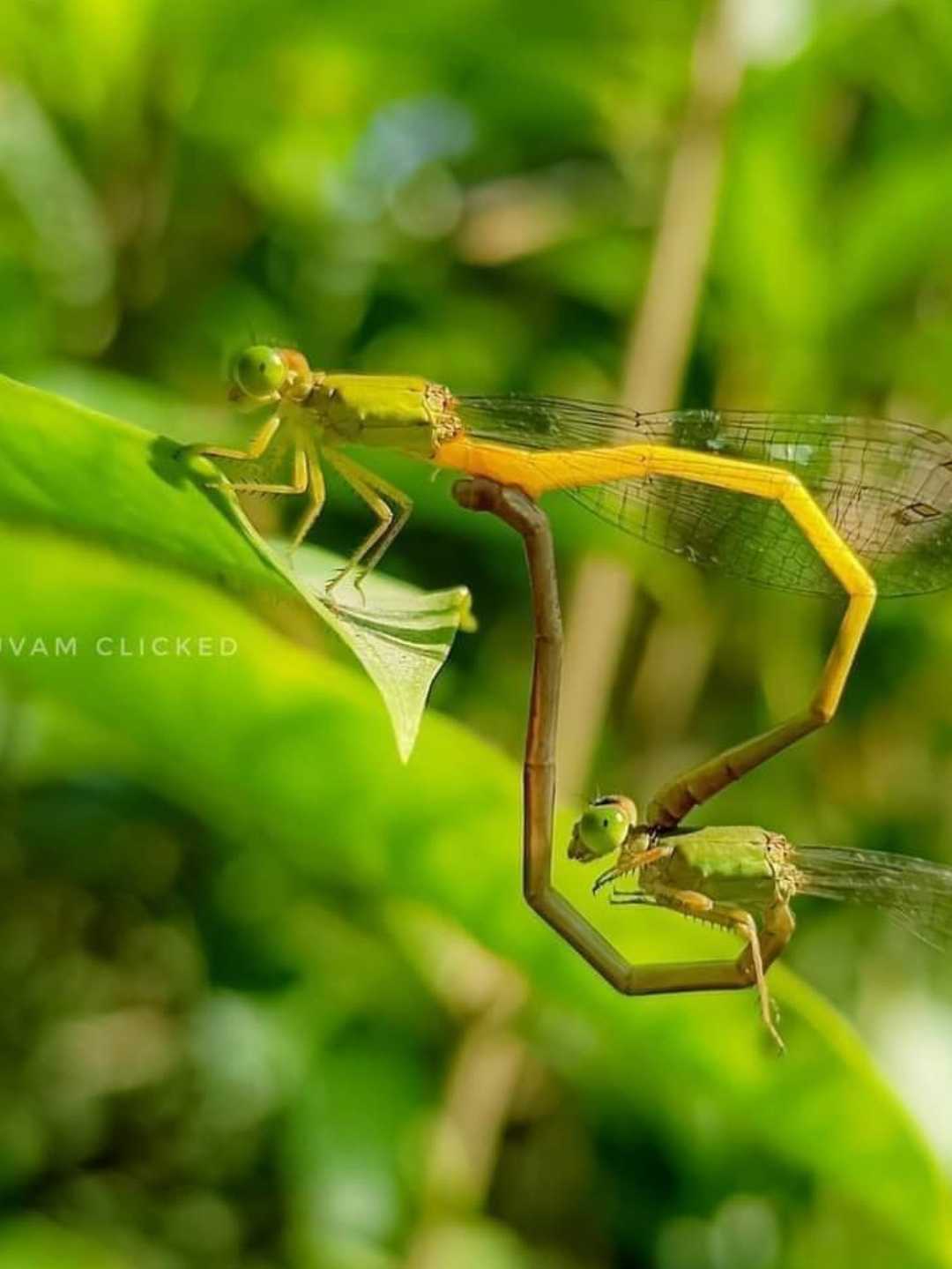 mating 
