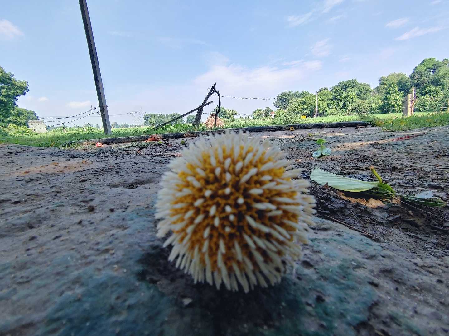 fruit