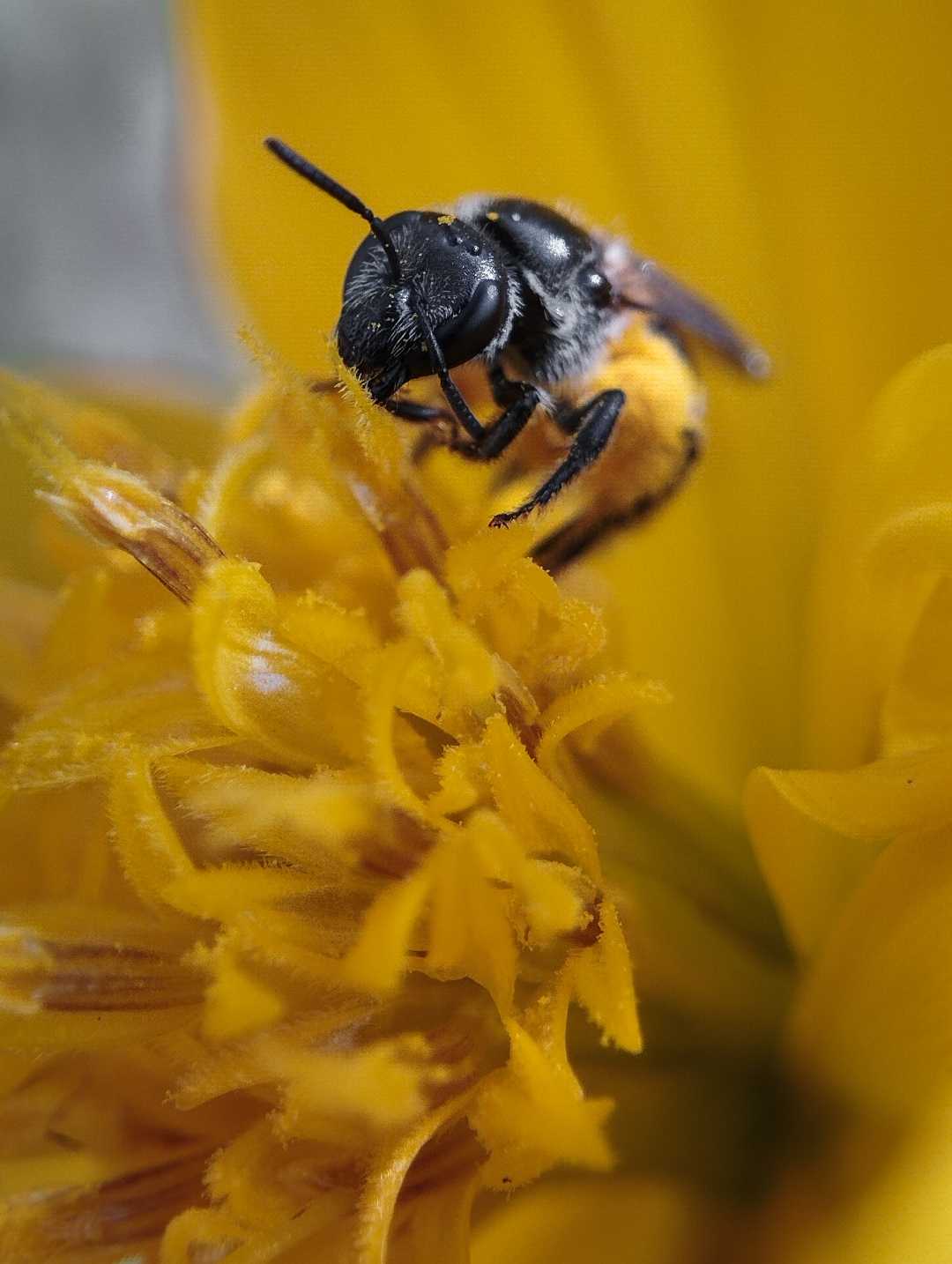 Sweat bee 🐝