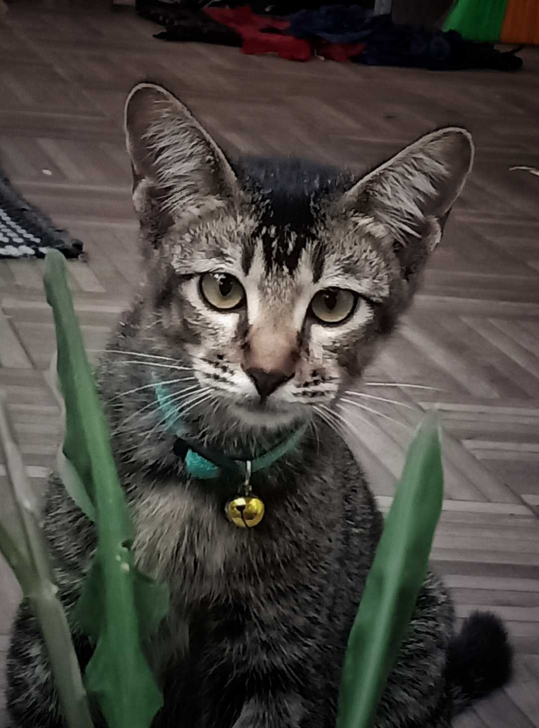 Kucing Tabi