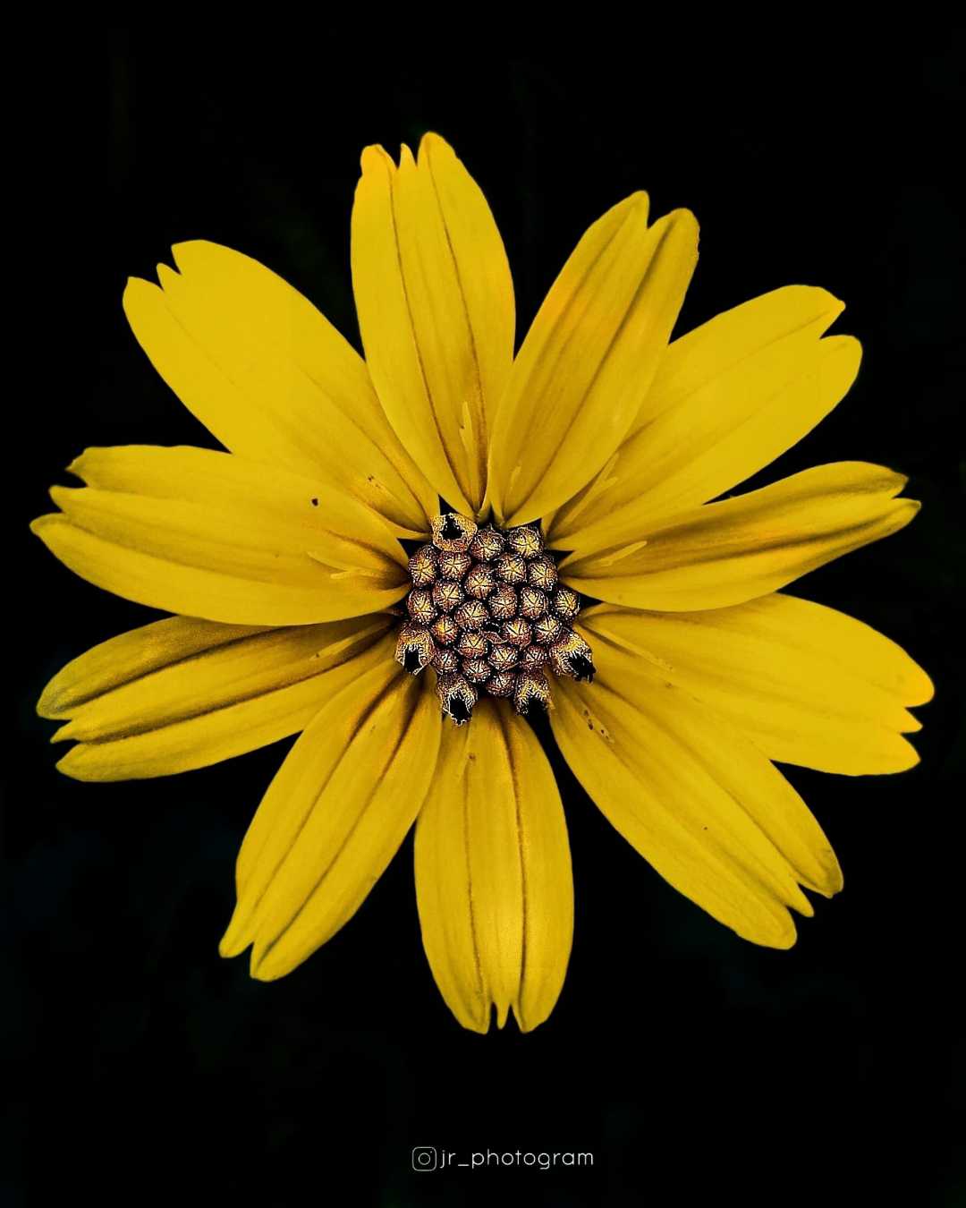 flower photography ❤️