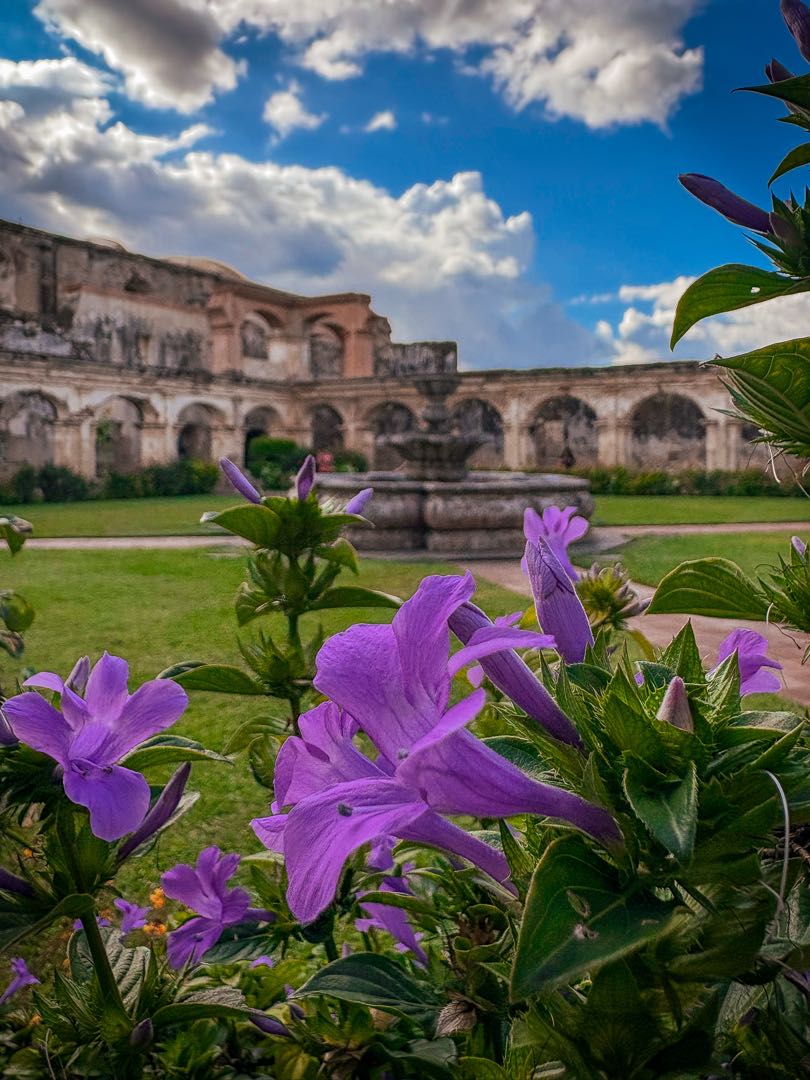 FLORES ENTRE RUINAS