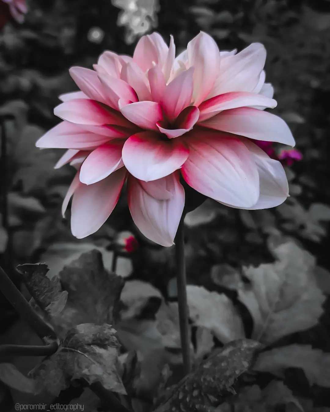 Unsplash shot