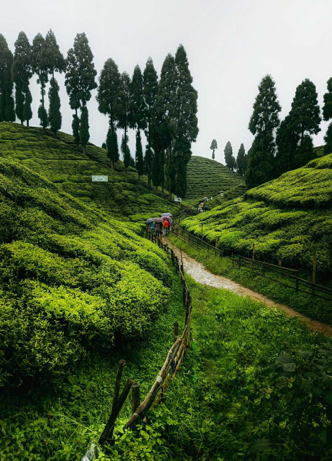 Beauty of Mirik
