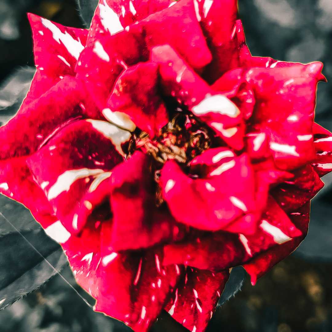 Mlulti Color Red Rose