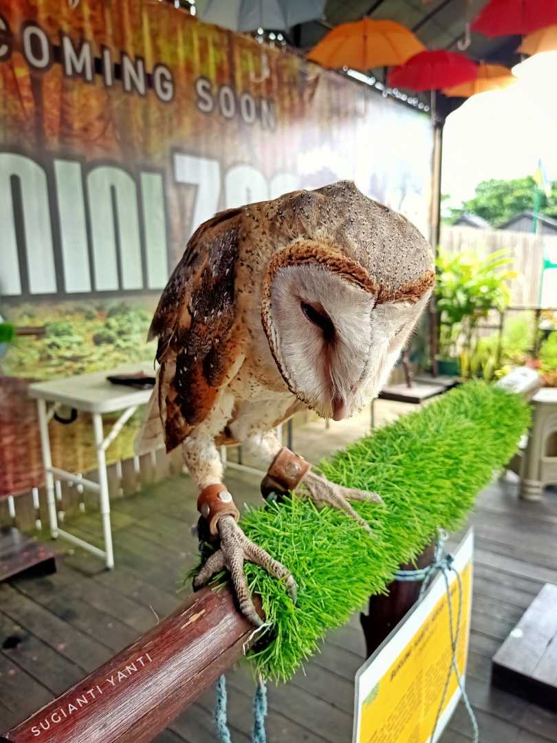 Serak Jowo