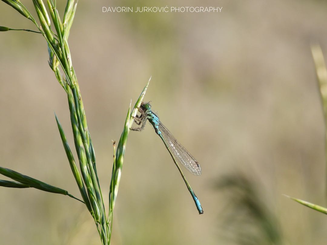 Velika mora (Ischnura elegans).