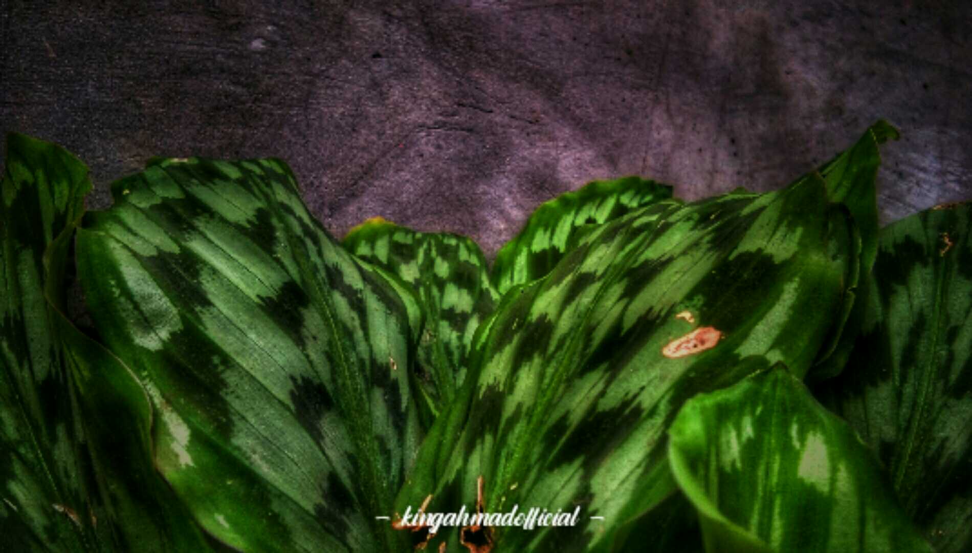 KAEMPFERIA GALANGA 