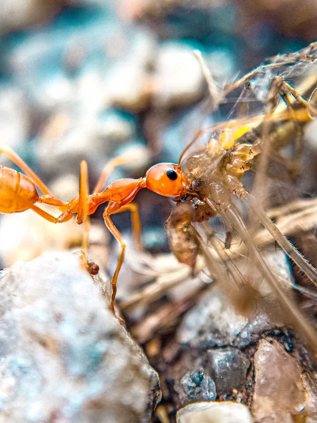 Predator🐜🕷️