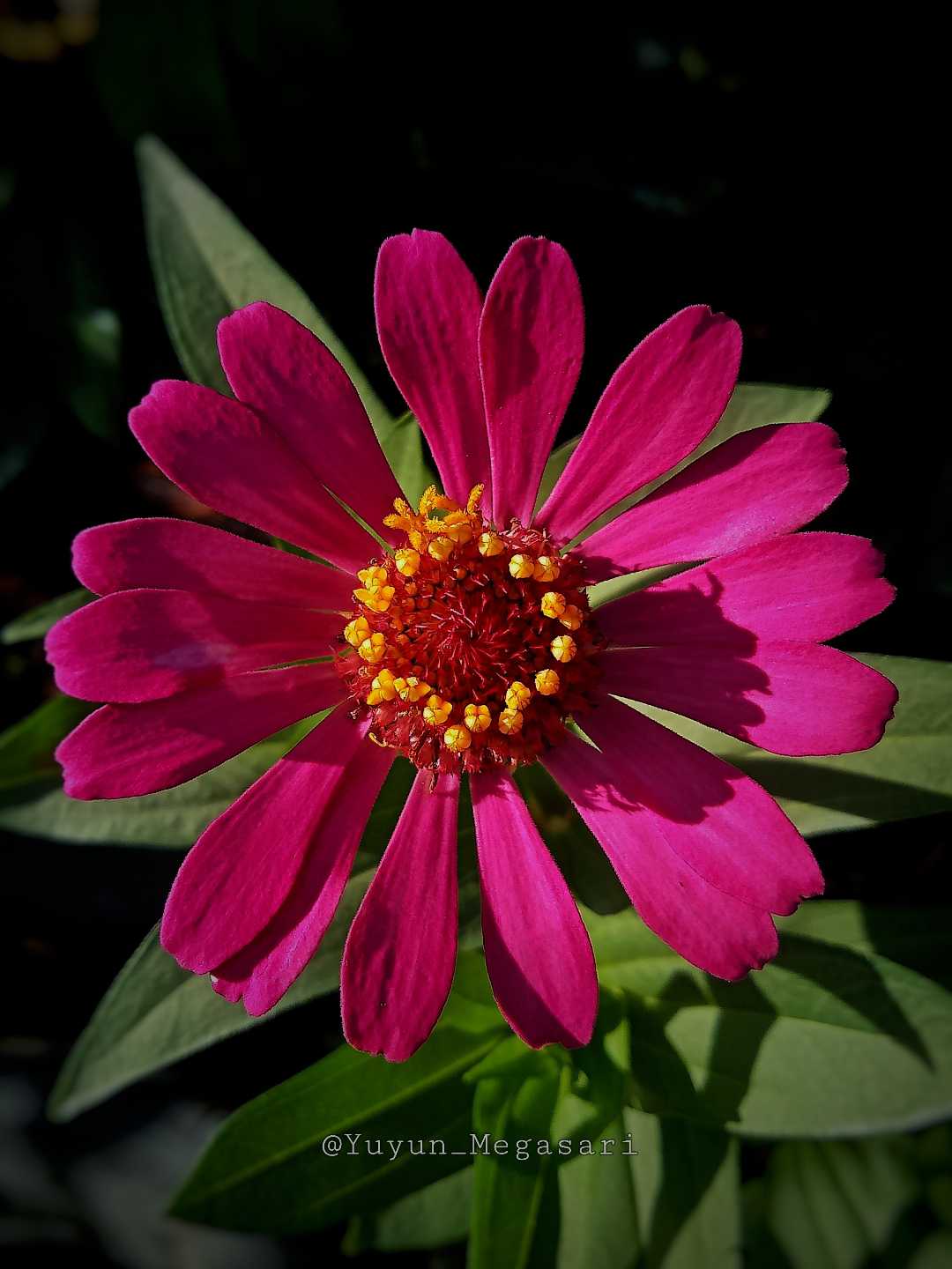 Bunga Zinia Anggun