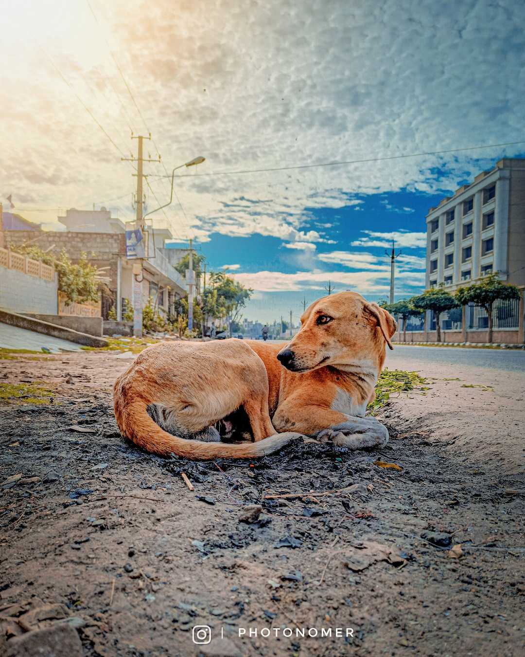 street dogs 