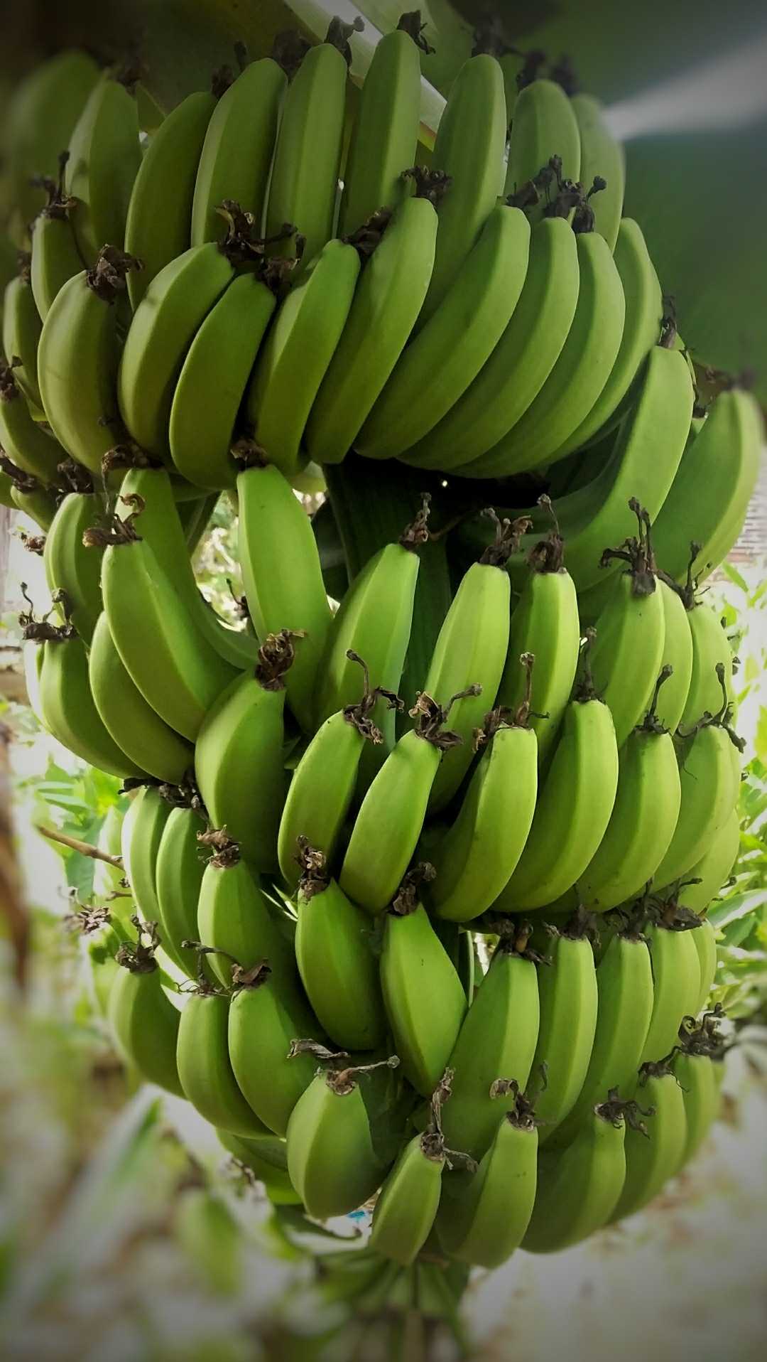 Pisang Morosebo