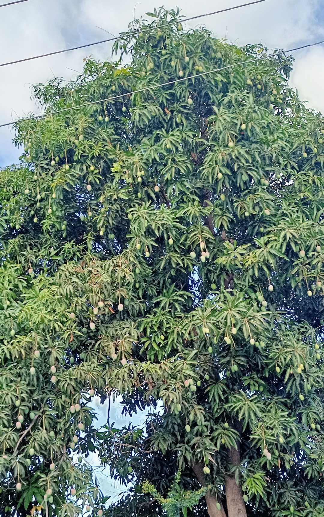mango 🥭 tree 