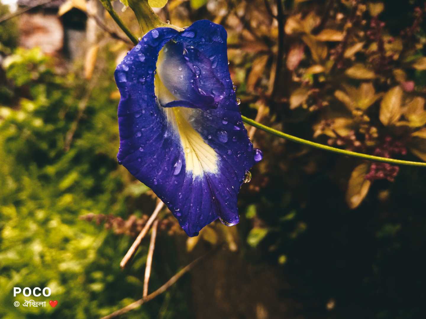 বৃষ্টি ভেজা নীল অপরাজিতা 💙