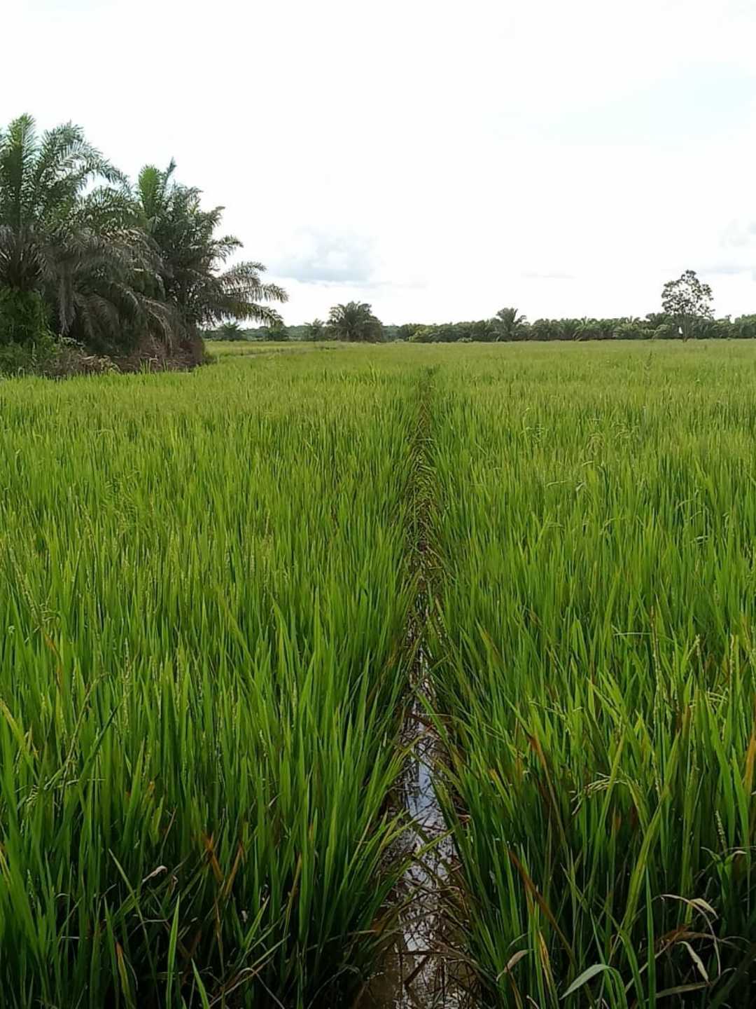 Sawah 