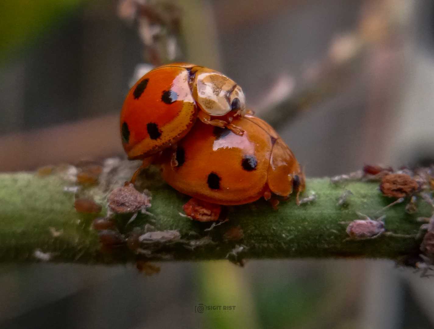 lady bug