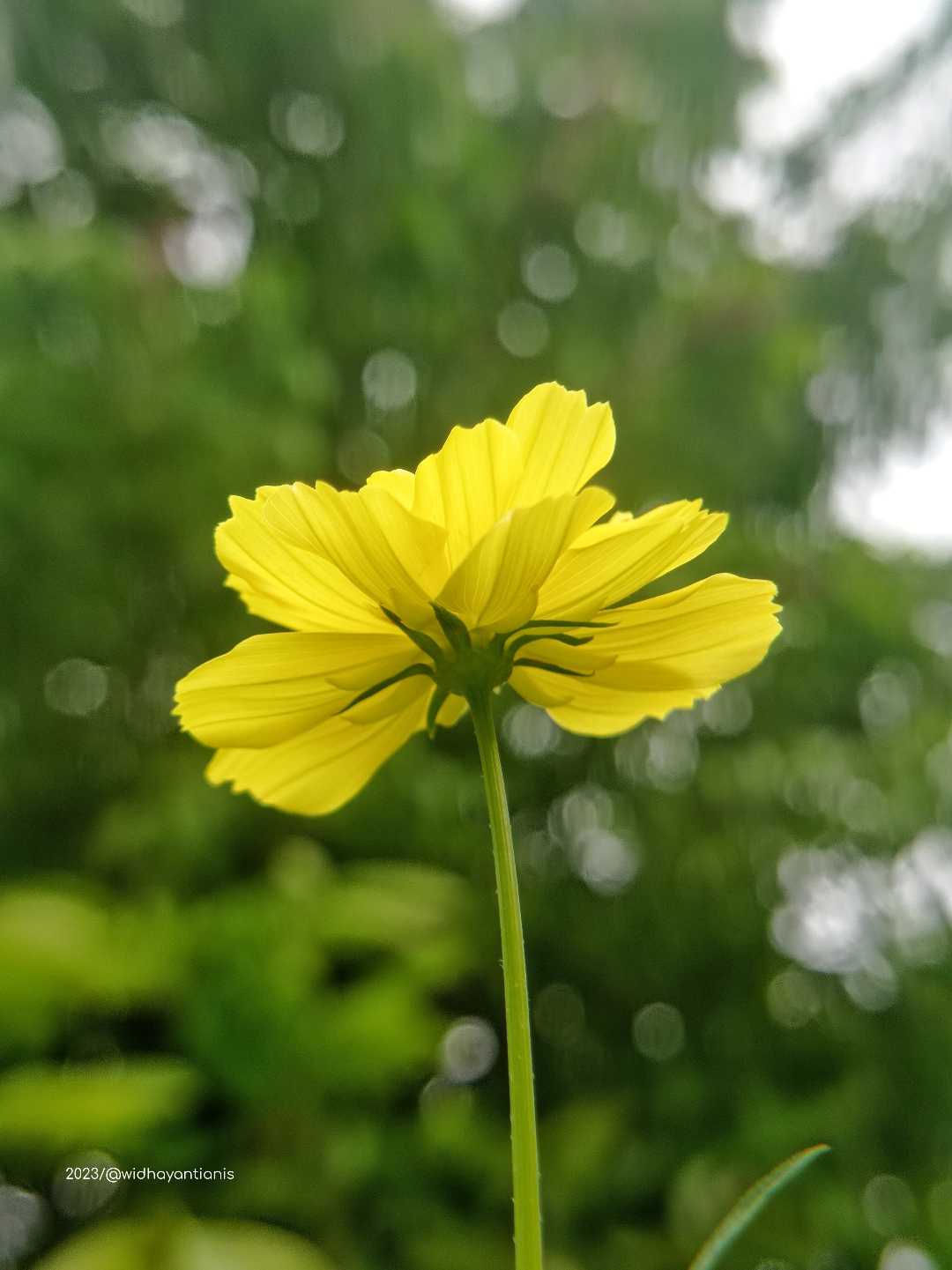 bunga kenikir