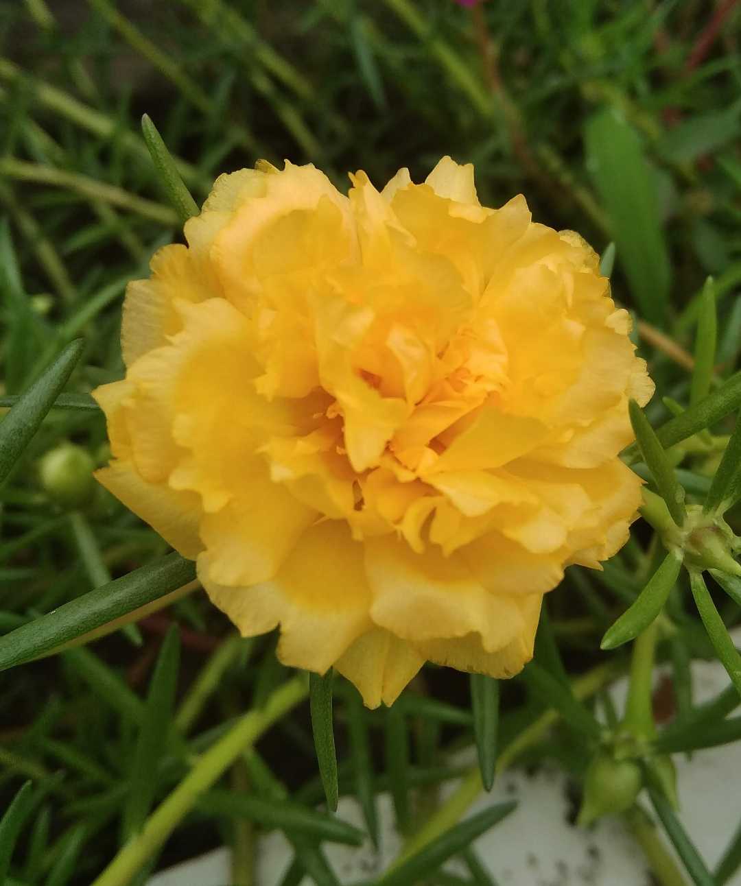 Krokot Mawar Warna Kuning