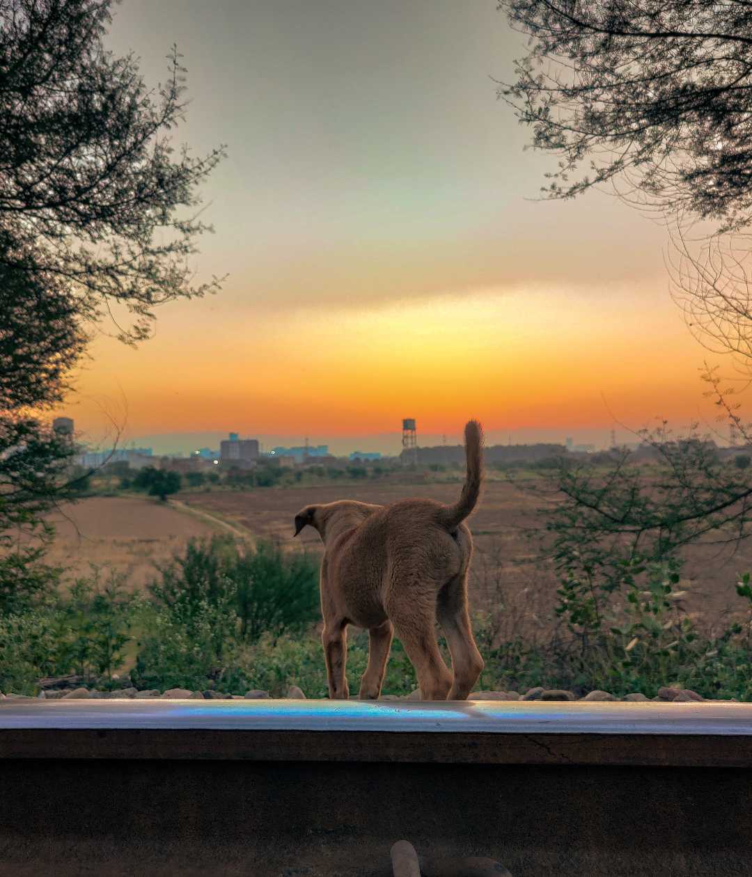 Coco enjoying the morning view 