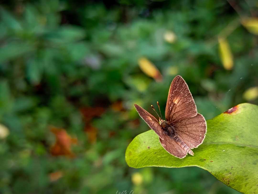 Suastus gremius
