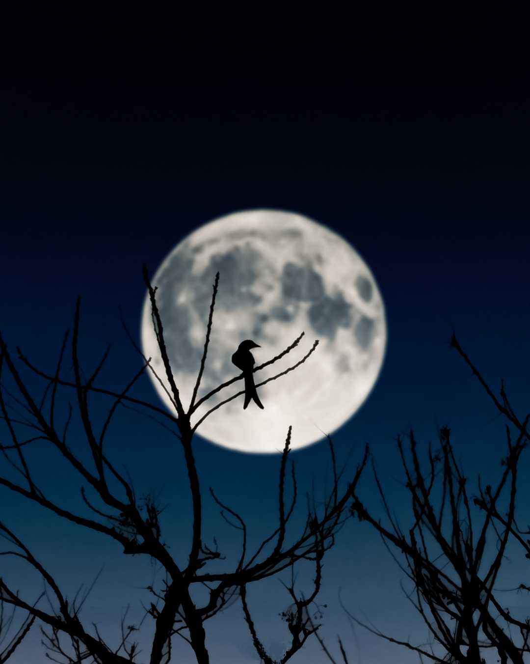The Night Rider