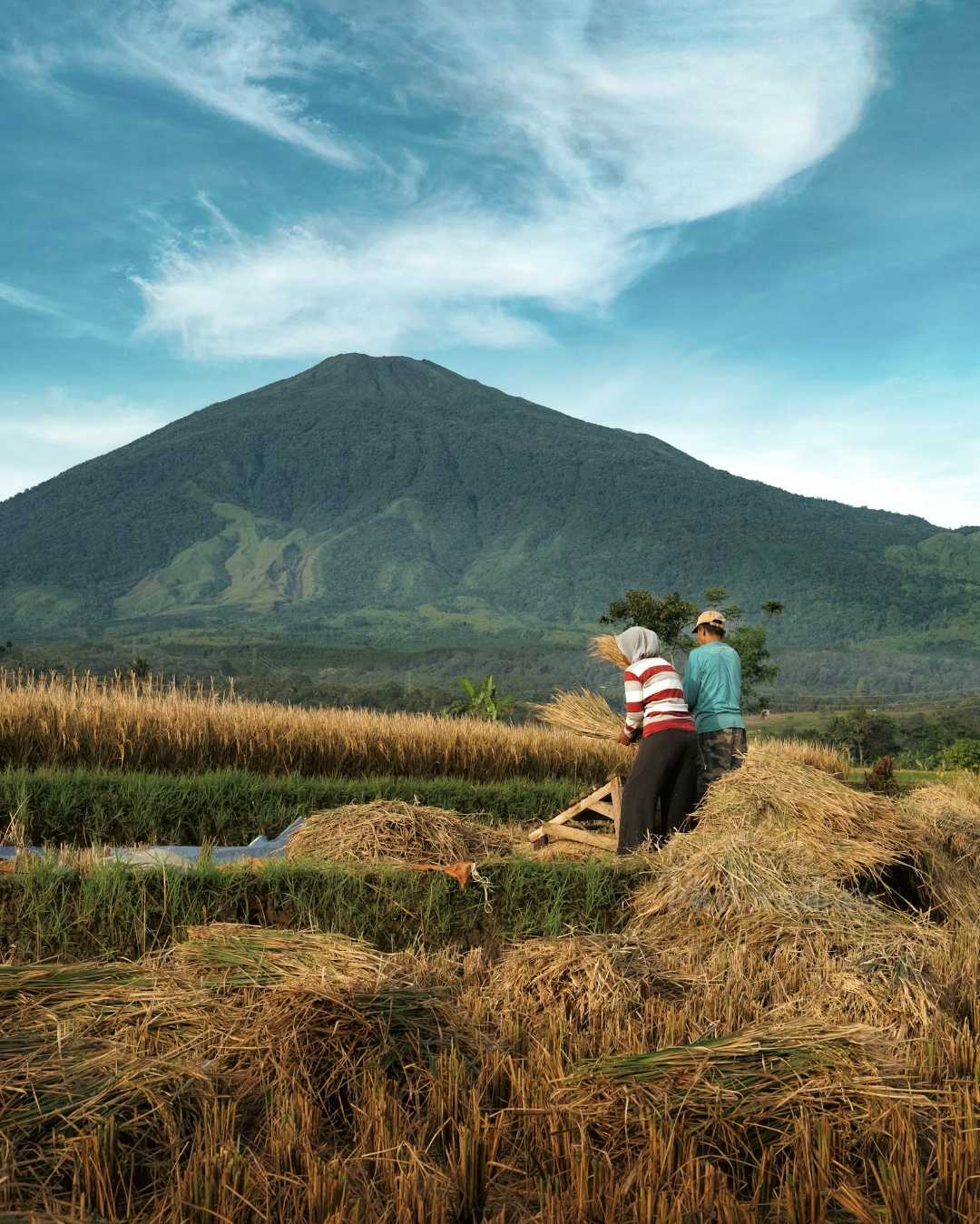 Rice Farmer