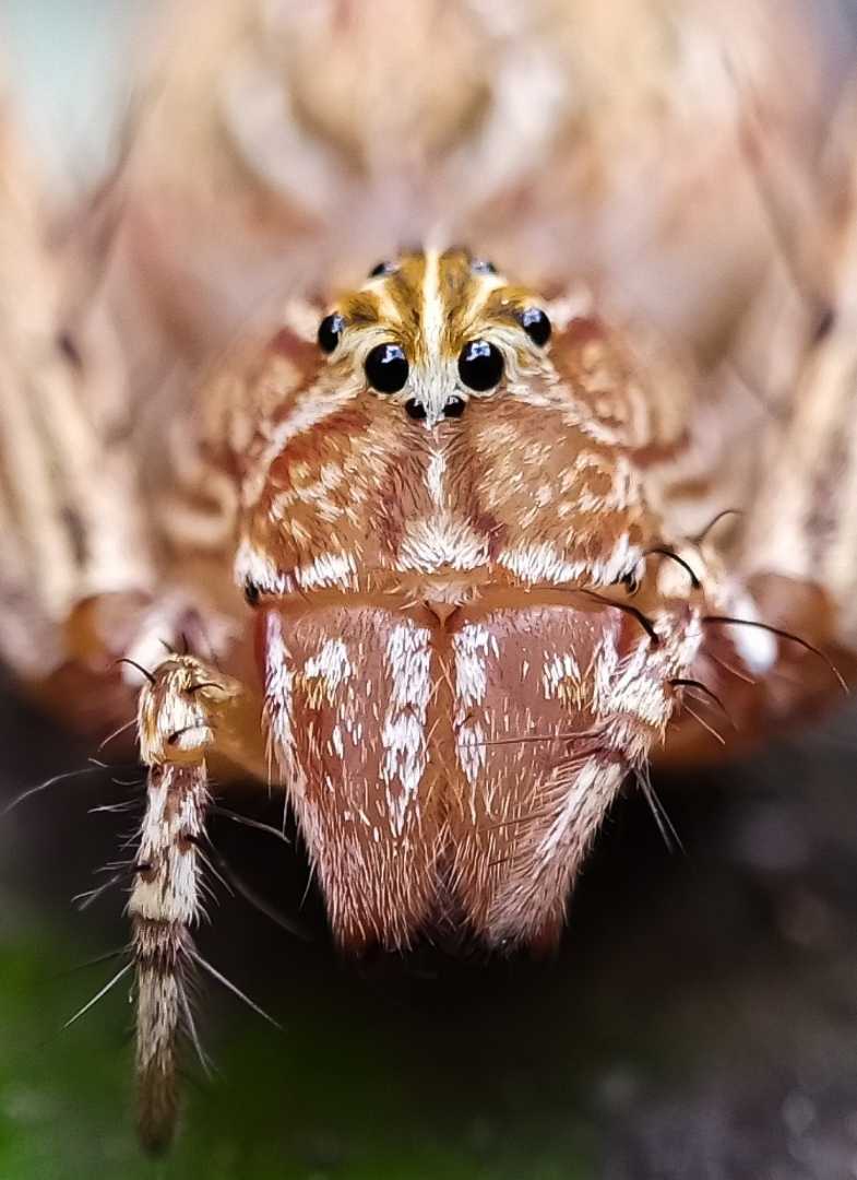 Oxyopes salticus