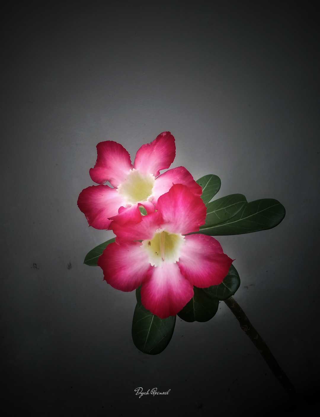 Adenium