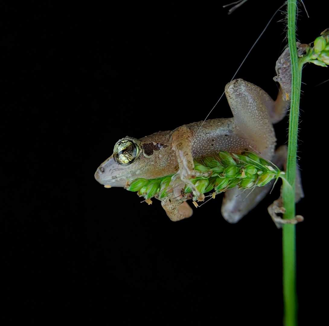 Antilles coqui