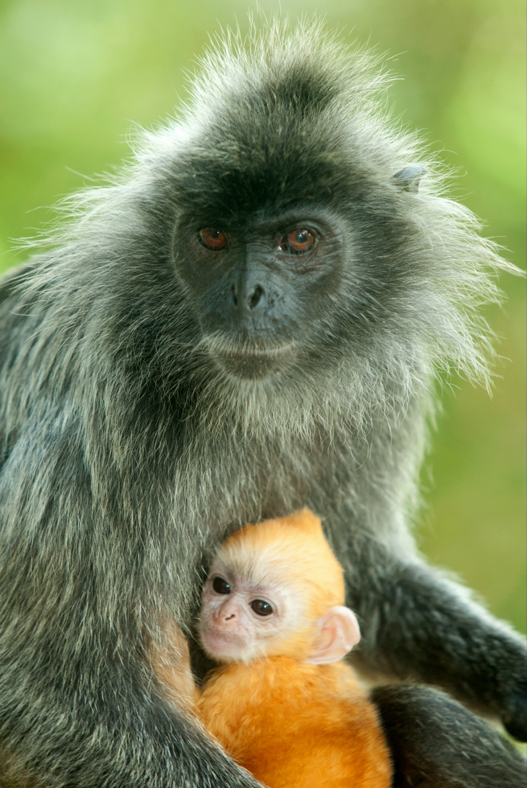The warmth of the mother hug.